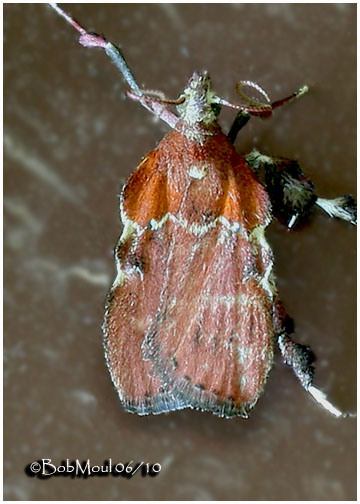<h5><big>Boxwood Leaftier Moth<br></big><em>Galasa nigrinodis   #5552</h5></em>