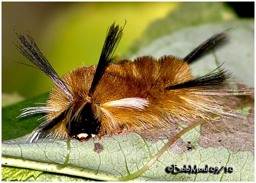 <h5><big>Banded Tussock Moth Caterpillar <BR></big><em>Halysidota tessellaris #8203</h5></em>