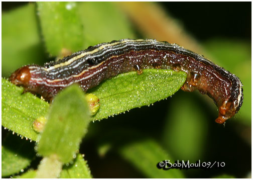 <h5><big>Yellow-striped Armyworm Moth Caterpillar<BR></big><em>Spodoptera ornithogalli #9669</h5></em>
