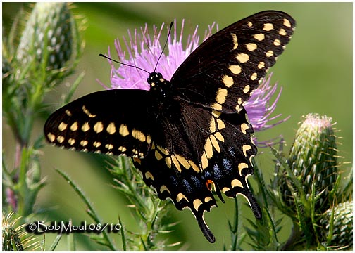 <h5><big>Black Swallowtail-Male<br></big><em>Papilio polyxenes</h5></em>