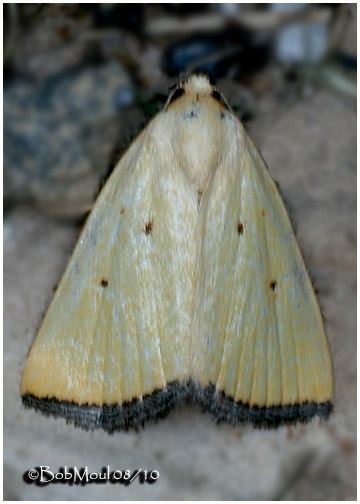 <h5><big>Black-bordered Lemon Moth<br></big><em>Marimatha nigrofimbria  #9044</h5></em>