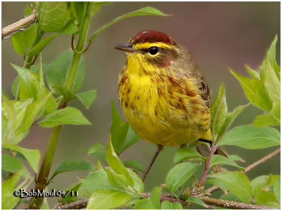 Palm Warbler