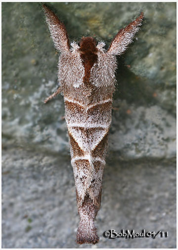 <h5><big>Angle-lined Prominent Moth<br></big><em>Clostera inclusa #7896</h5></em>