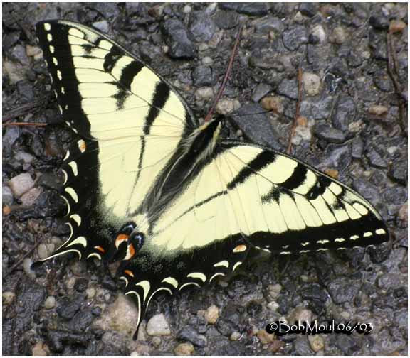 <h5><big>Appalachian Swallowtail<br></big><em>Pterourus appalachiensis</h5></em><BR>