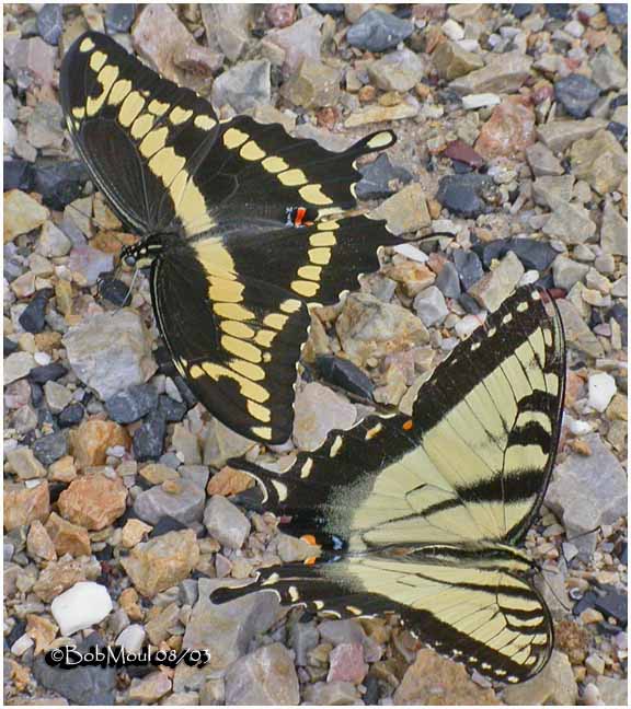 <h5><big>Giant Swallowtail w/ Eastern Tiger Swallowtail</big></h5></em><br>