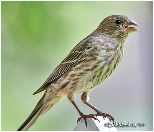 House Finch - Female