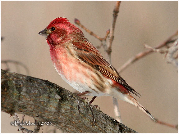  Purple Finch-Male
