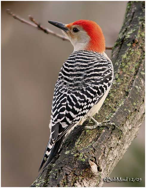 Red-bellied Woodpecker-Male