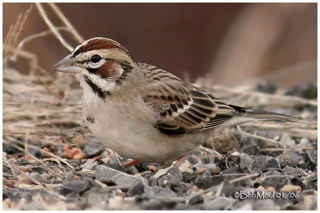 Lark Sparrow