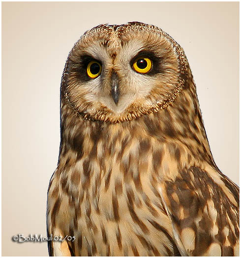 Short-eared Owl