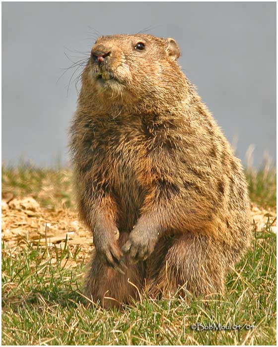 Eastern Marmot Woodchuck