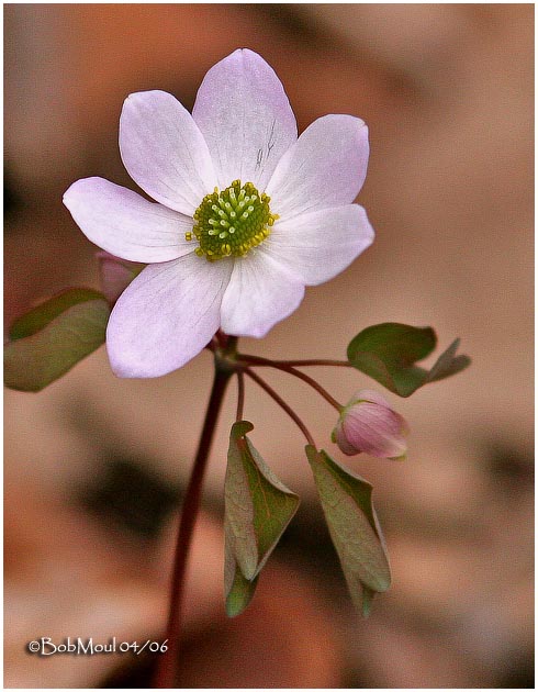 Hepatica