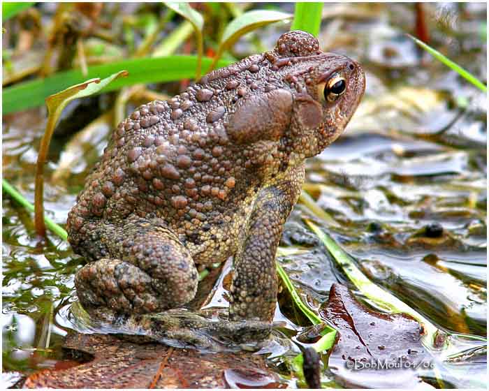 American Toad