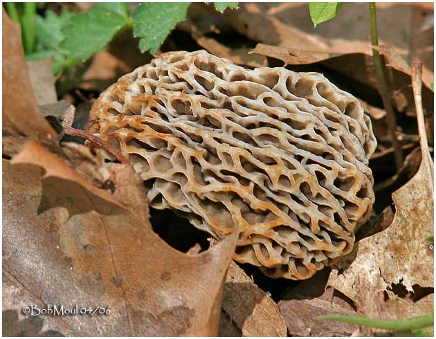 Yellow Morel