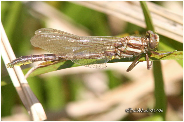 Clubtail Teneral