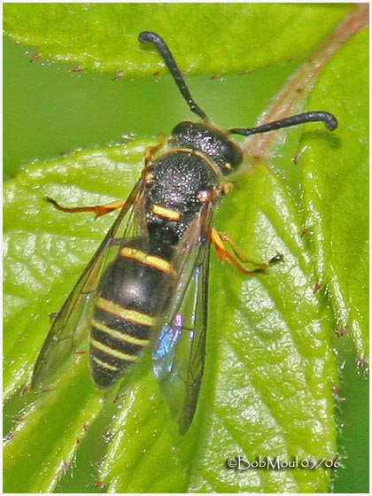 Mason Wasp-Male