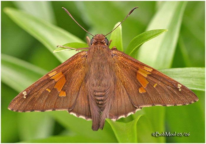 Silver Spotted Skipper
