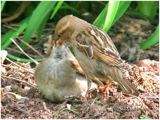 House Sparrow feeding Young