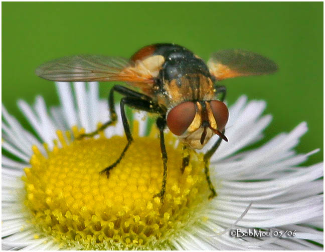 Tachinid Fly-Female