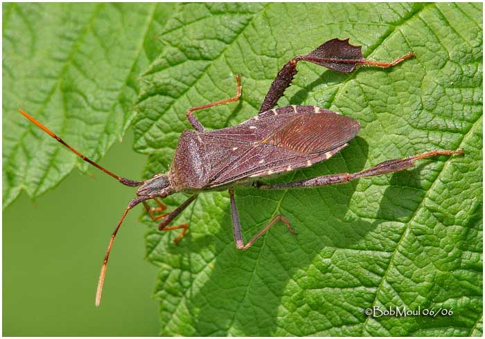 Leaf Footed Bug