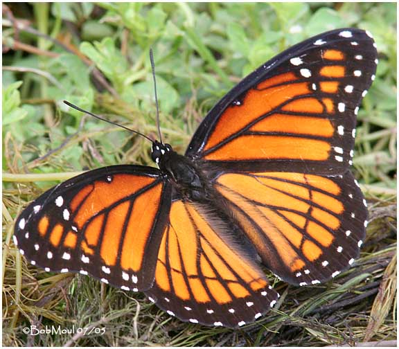 Viceroy (Limenitis archippus)