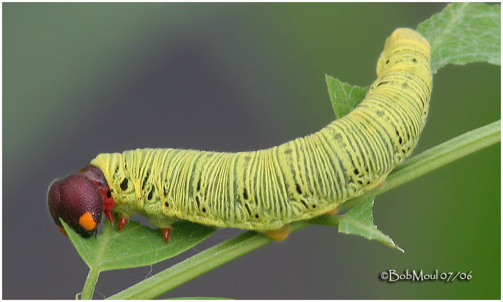 Silver Spotted Skipper Larva