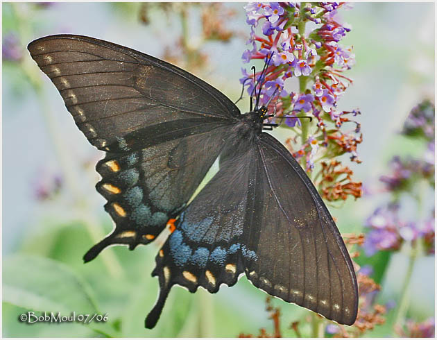 <h5><big>Eastern Tiger Swallowtail-Black Form, Always Female<br></big><em>Papilio glaucus</h5></em><BR>