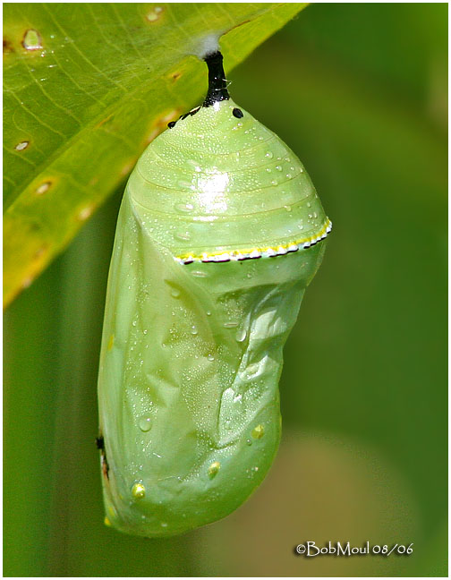 Monarch Pupa