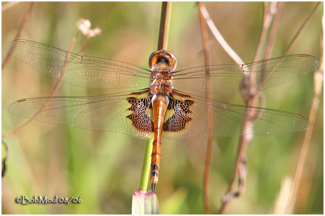 Red Saddlebags - PA STATE RECORD