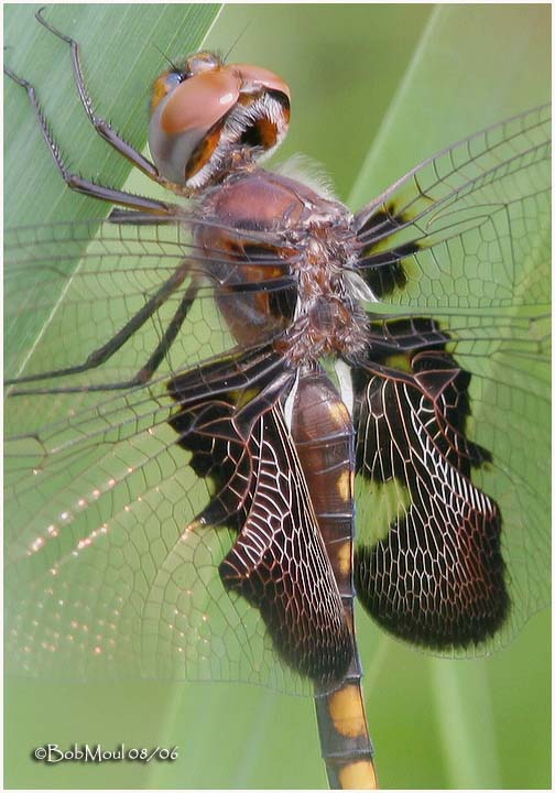 Black Saddlebags