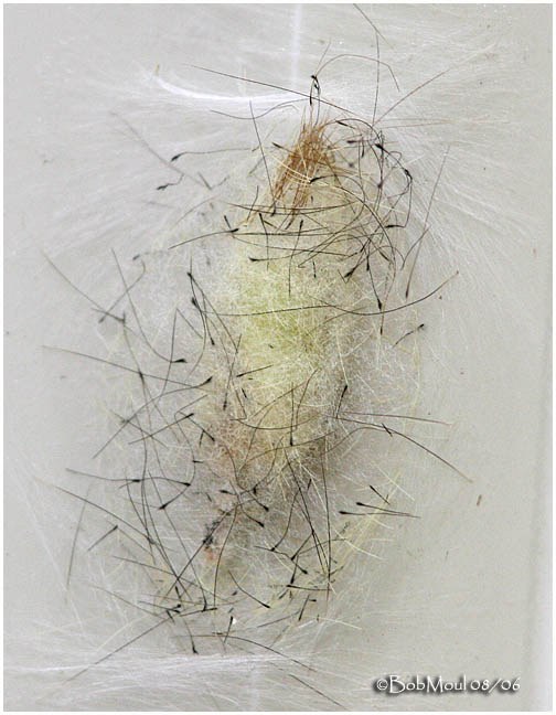 <h5><big>White-marked Tussock<BR> Moth Cocoon<br></h5><BR>