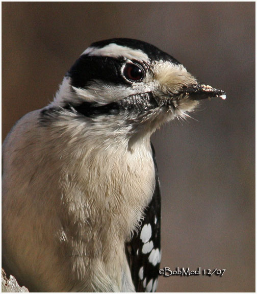 Downy Woodpecker-Female