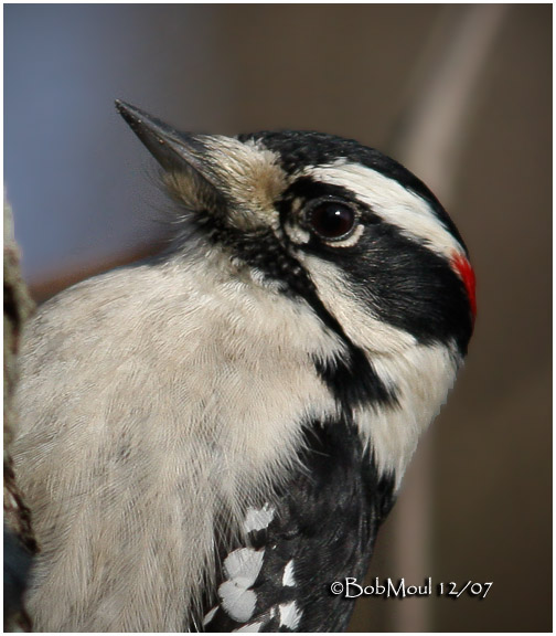 Downy Woodpecker-Male