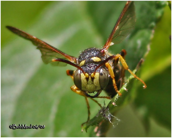 Apoid Wasp