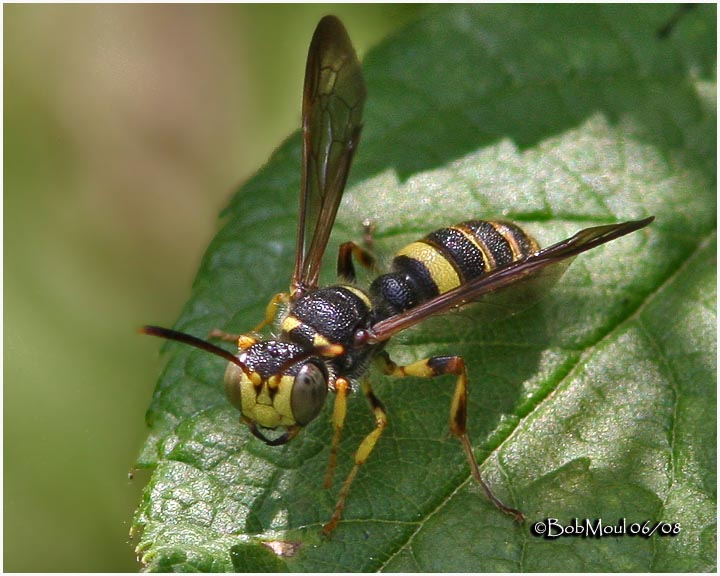Apoid Wasp