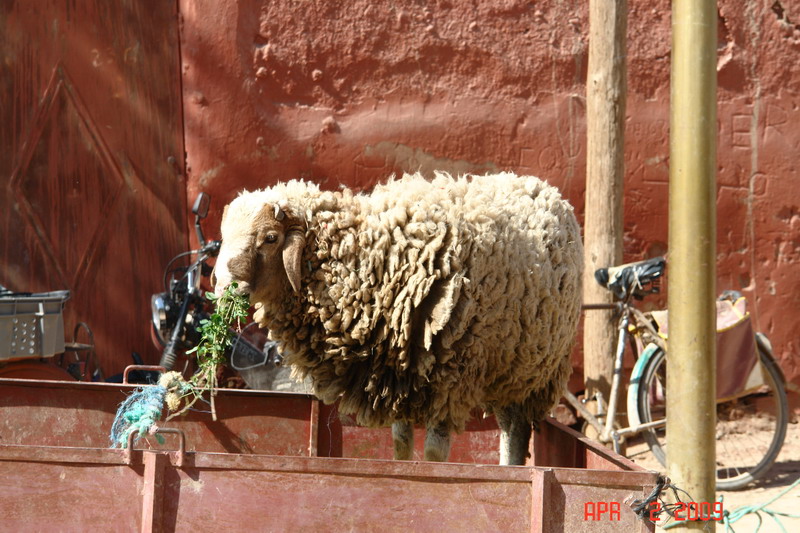 sheep market 00.JPG