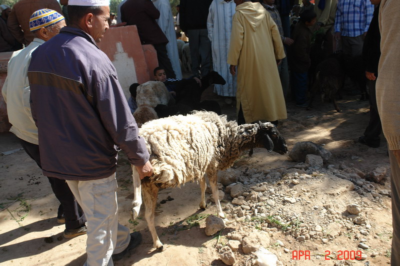 sheep market 01.JPG