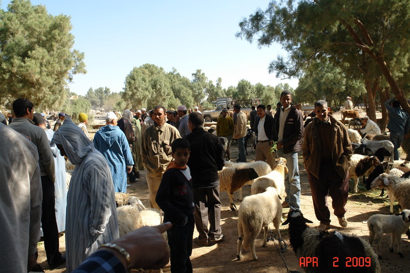 sheep market 04.JPG