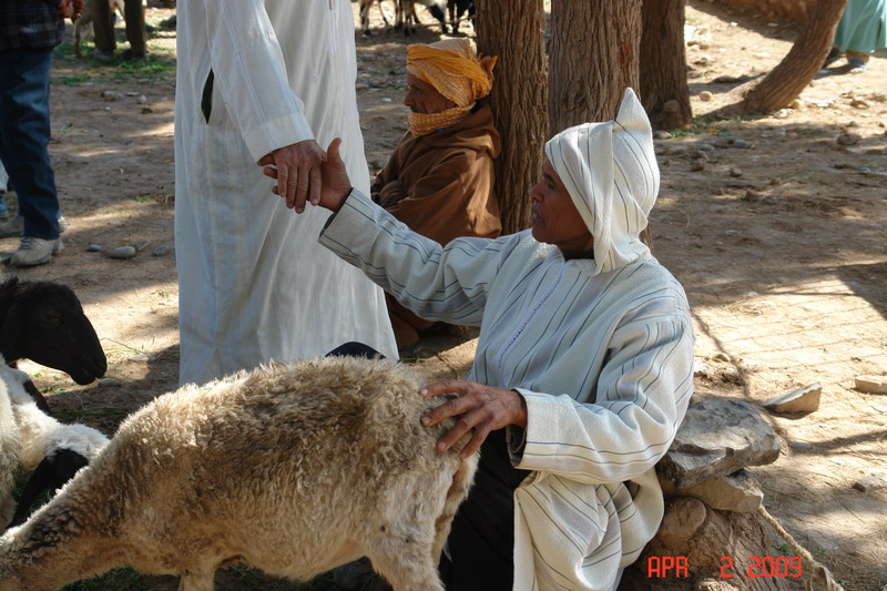 sheep market 11.JPG