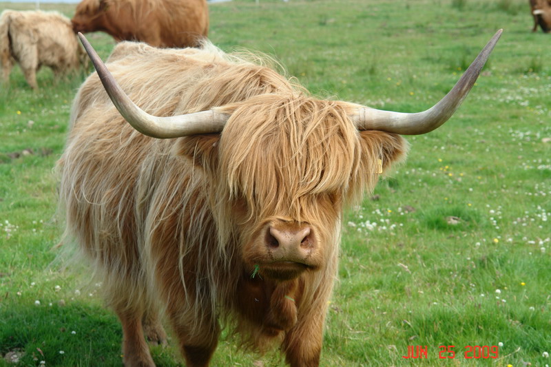 isle of mull_30.JPG