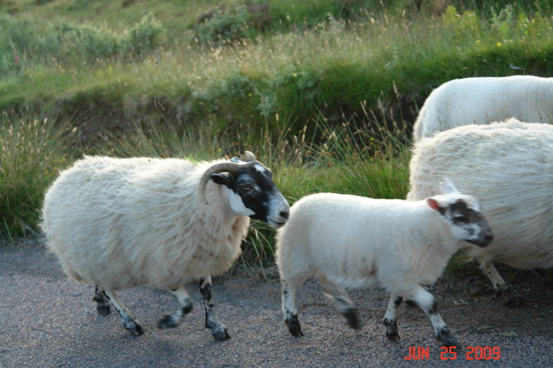 isle of mull_62.JPG