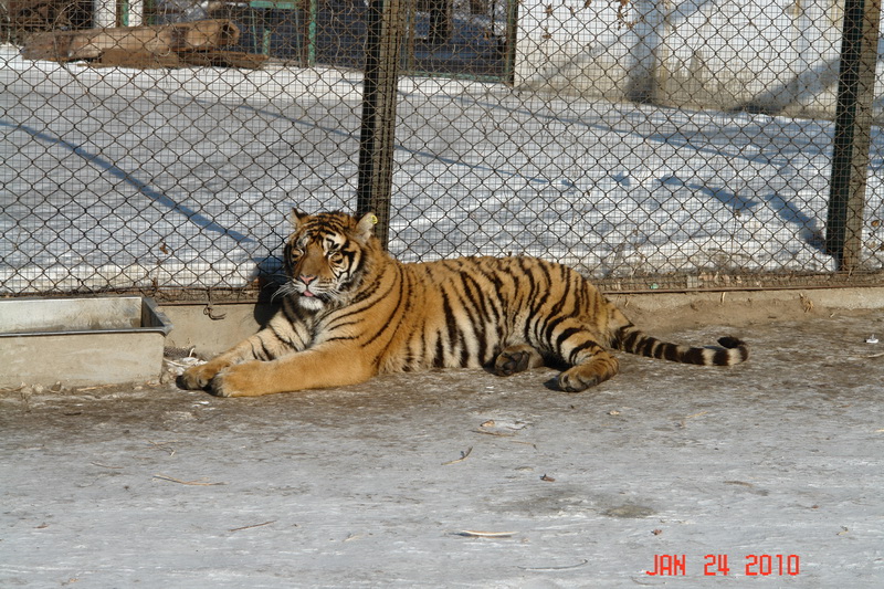 harbin51 tiger park.JPG