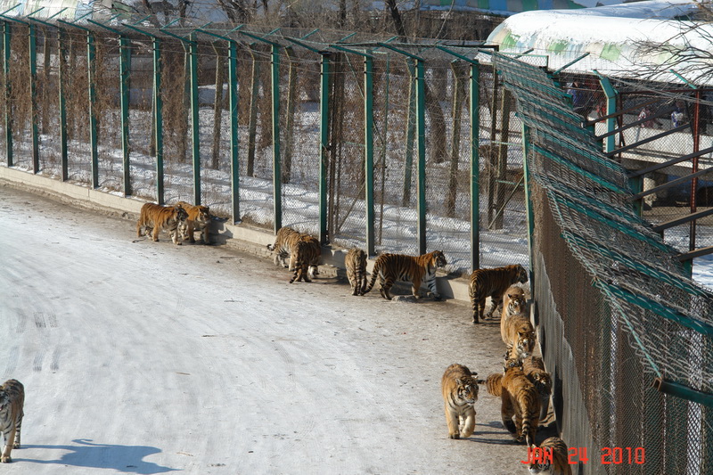 harbin54 tiger park.JPG