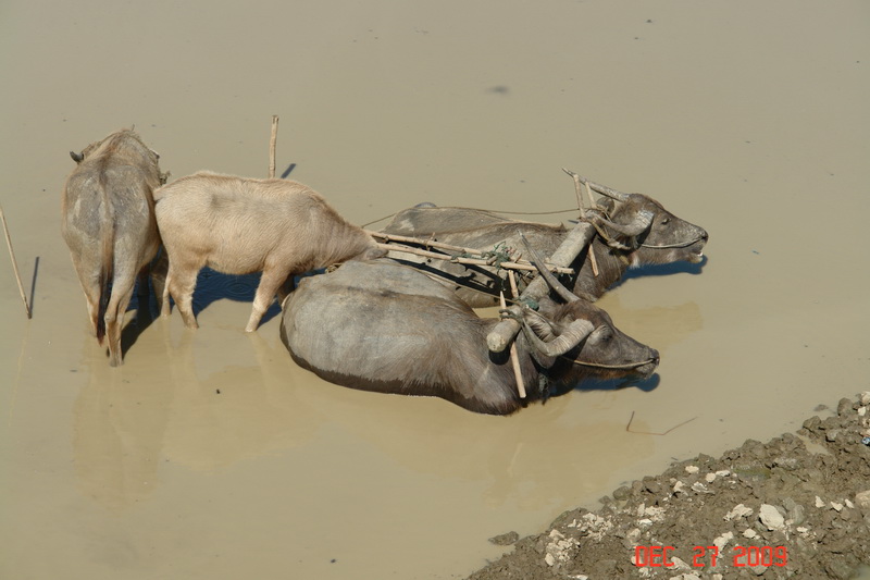mandalay34.JPG