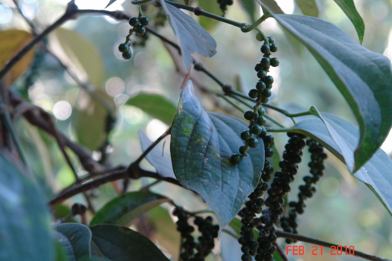 periyar3 spice garden-pepper.JPG