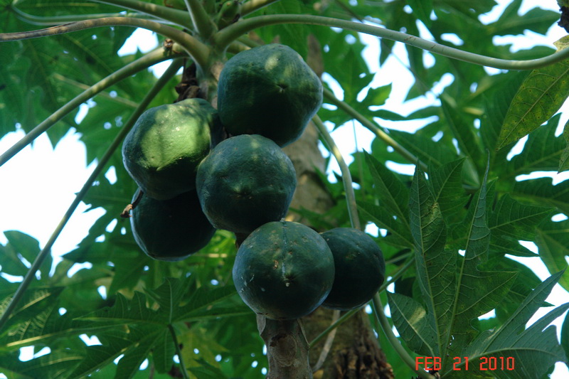 periyar4 spice garden.JPG