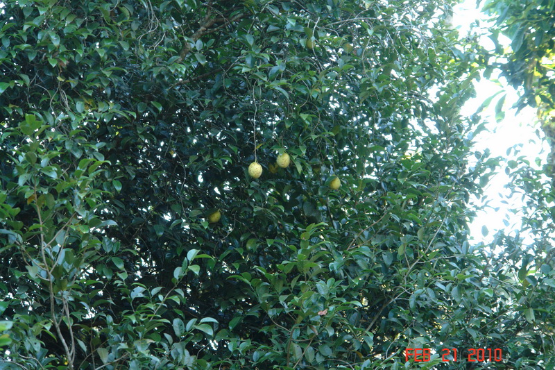periyar5 spice garden.JPG