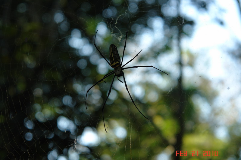 periyar6 spice garden.JPG