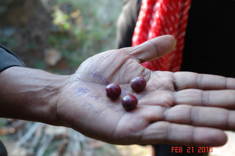periyar8 spice garden-coffee beans.JPG