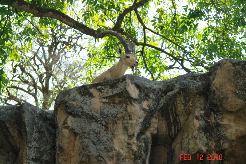 singapore6.JPG